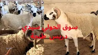 جولة بسوق الحولي طنجة 🔥أثمنة الحولي  في سوق سيدي دريس طنجة 11/06/2024#الحولي2024##عيد_الاضحي