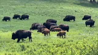 Custer State Park! Bison Along The Wildlife Loop & Mountain Goat On The Needles Highway, 2025!