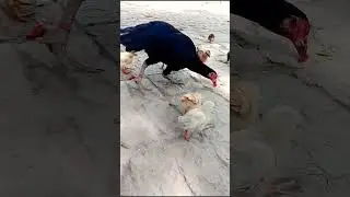 chick video #chicks #chickenvideo #chickvideo #chick_with_baby