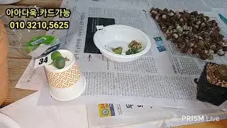 1월13일  3부  늦엇네요  부르게리.칼쿨.,코뇨.창금 한바구니   만원   팟이팅 ~~~~~~