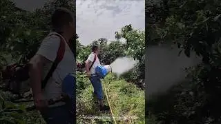 Orchard spraying - good tools and machinery make work more efficient
