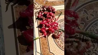 red ginger harvest #ginger #gardening #farming #harvest #nature