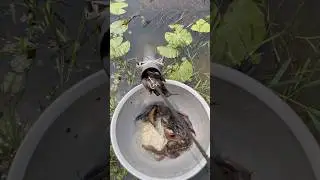 Amazing Pipe Fishing in village bill #fishvideo  #shorts