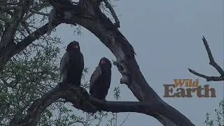 WildEarth - Sunrise - 22 November 2021