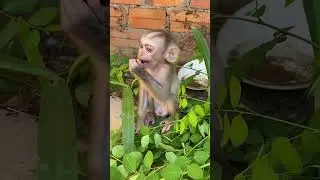 baby monkey very smart #animalphotos #monkey #babyanimal #cute #babyprimate #animals #cuteanimal