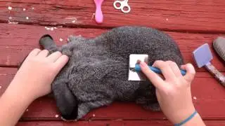 How to prepare a rabbit for show.