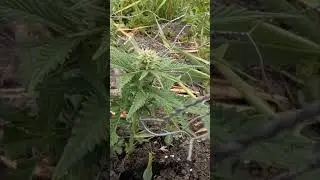 I Attempt to grow 🌿🌿🍁 outdoors in the UK ☀️🌧️ part 4