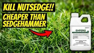 Kill Nutsedge & Kylinga With Empero; Cheaper Sedgehammer Review!