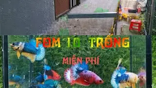Đợt c&aacute; 13 - 1 - 2026 | Red Fancy Star Tail | Betta gi&aacute; học sinh | Thanh Mai Betta Shop