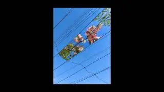 [FREE FOR PROFIT] Melodic type beat 