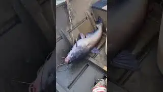 Catching GIANT Blue catfish‼️#shorts #bigfish #fishing #catfishing #catfish