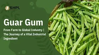 Guar Gum: From Farm to Global Industry | The Journey of a Vital Industrial Ingredient