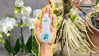 APLIQUE ÁLCOOL NAS ORQUÍDEAS E VEJA O RESULTADO INCRÍVEL ACONTECER