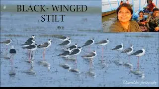 Black-winged Stilt I Bird Identification I Wader Bird I Resident Bird of India I Mongolajodi