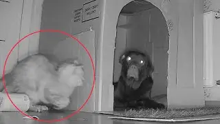 Hidden Camera!Cat Attacks the Dog During Night!