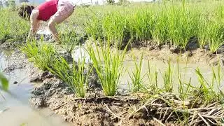 Net Fishing In Pailin Province 2018   Khmer Net Fishing   Cambodia Traditional FishingPart 75