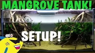 MANGROVE STYLE AQUARIUM SETUP! NEW TANK Pt.2