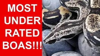 Boa Popularity: Most Underrated and Most Popular Locality Boas (and a few Cult Classics!)