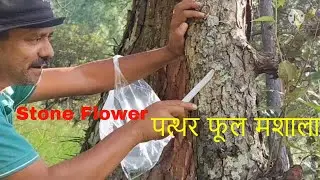 पहड़ी मशाला पत्थर फूल : कलपासी : दगड फूल : Stone Flower : Pather  Fool