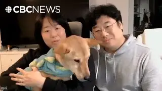 North Vancouver rescue dog found safe after spending nearly two months in wilderness