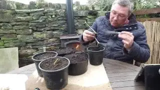 Planting the Future How to grow your Horse Chestnut trees Conker trees part four the journey