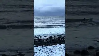 SURFING in ARCTIC NORWAY WINTER 🥶 #norway #winter #surf #surfing #extreme #sea #waves #ocean #snow