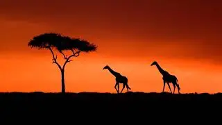 Traditional African Music Compilation (No Copyright Infringement Intended)