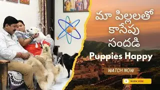 బయటికి వెళ్లి రాగానే Puppies చేసిన అల్లరి 😂 | Cute Moments