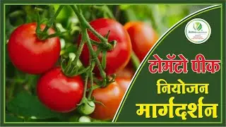 3 August 2021 पीक टोमॅटो मार्गदर्शन व्यवस्थापन tomato management Rama agrotech