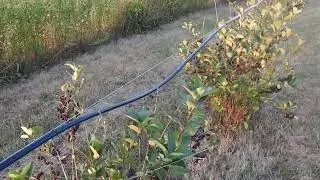 Aronia Berries, Super Tart Super Food