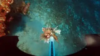 ATLANTIC LIONSHARE in Bermuda