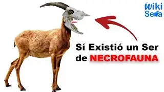 La Necrofauna SI es Real