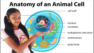 Anatomy of the Animal Cell | Memorize the Names of Organelles of the Animal Cell | Grade 10 Science