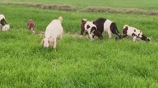 Goats are grazing quietly and happily in a peaceful lush green environment 🐐🌿