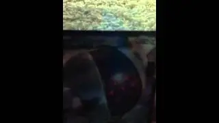 Pok&eacute;mon black and white registeel EX!