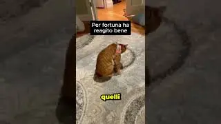Dai Luca non fare cos&igrave; #doppiaggio #cats