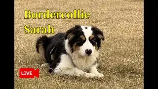 2025.12.25【できるだけ毎日配信】Bordercollie Sarah live stream ボーダーコリーのサラ LIVE配信
