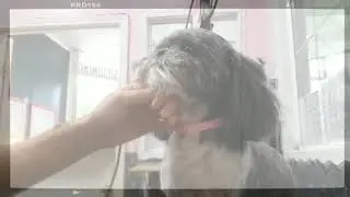 How to  Groom  a Shi Tzu: Four Minute Teddy Bear Head