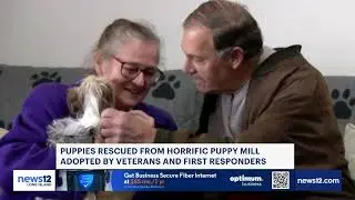 Rescued Puppies find their Forever Homes with Heroes - Paws of War