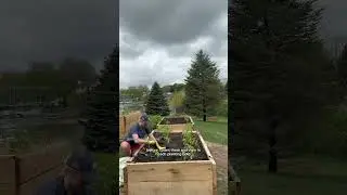 Planting tomatoes! Michigan zone 6a #plantingtomatoes #companionplanting #michigangarden