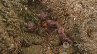 Portugal&rsquo;s Coastal Wonders: Exploring the Rich Marine Life of the Algarve #animal2024 #wildlife