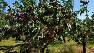 U-pick cherry in Hood river Oregon