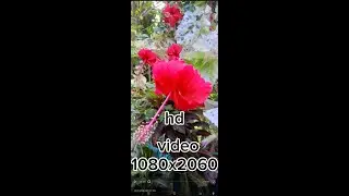 Hd video 1080x720p