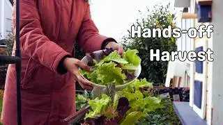 Easy, Quick, Low Maintenance Crops for your Fall Kitchen Garden