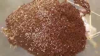 Fire ants colony floating!