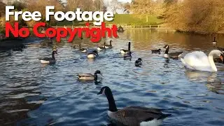 Free Footage Video No Copyright | Video of Nature's River ||