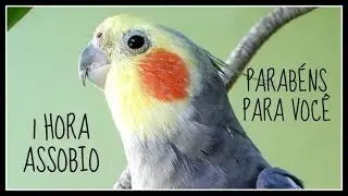 ASSOBIO CALOPSITA - PARAB&Eacute;NS PARA VOC&Ecirc; - COCKATIEL WHISTLE