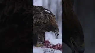 Golden Eagle Species Guide: Appearance, Diet, Habitat, Behavior, Stats, And Conservation Status