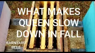 Why Queen Slows Down Laying Fall & Winter