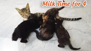 Pure Love: Momma Cat Nursing Her 4 Babies